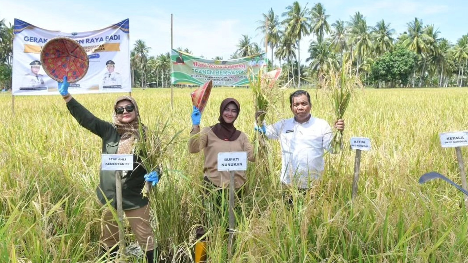 1724153528_Panen Padi Sebatik Timur.jpg